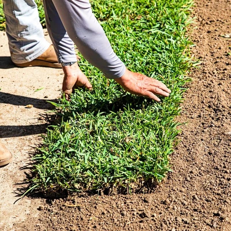 Grass